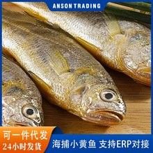 黃花魚(yú)的價(jià)格是多少（落日eueu雨田青黃花魚(yú)價(jià)格一覽，野生大黃魚(yú)和小黃魚(yú)價(jià)格一覽） 黃花魚(yú)的價(jià)格是多少（落日eueu雨田青黃花魚(yú)價(jià)格一覽，野生大黃魚(yú)和小黃魚(yú)價(jià)格一覽） 龍魚(yú)百科 第9張
