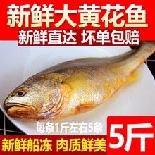 黃花魚(yú)的價(jià)格是多少（落日eueu雨田青黃花魚(yú)價(jià)格一覽，野生大黃魚(yú)和小黃魚(yú)價(jià)格一覽） 黃花魚(yú)的價(jià)格是多少（落日eueu雨田青黃花魚(yú)價(jià)格一覽，野生大黃魚(yú)和小黃魚(yú)價(jià)格一覽） 龍魚(yú)百科 第10張
