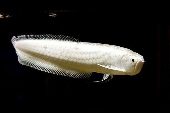 最貴的黑龍魚（世界上價格最貴的魚類是什么）