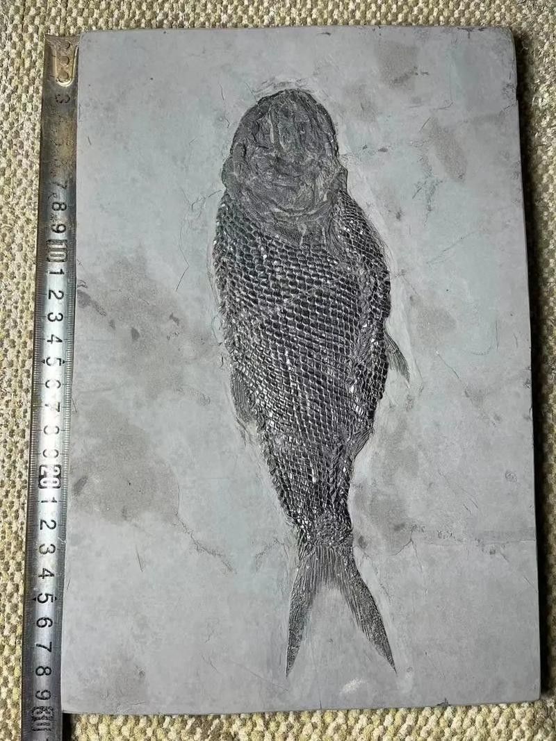 給我一些金龍魚化石的圖片（中國首次發現保存完美的金龍魚化石）