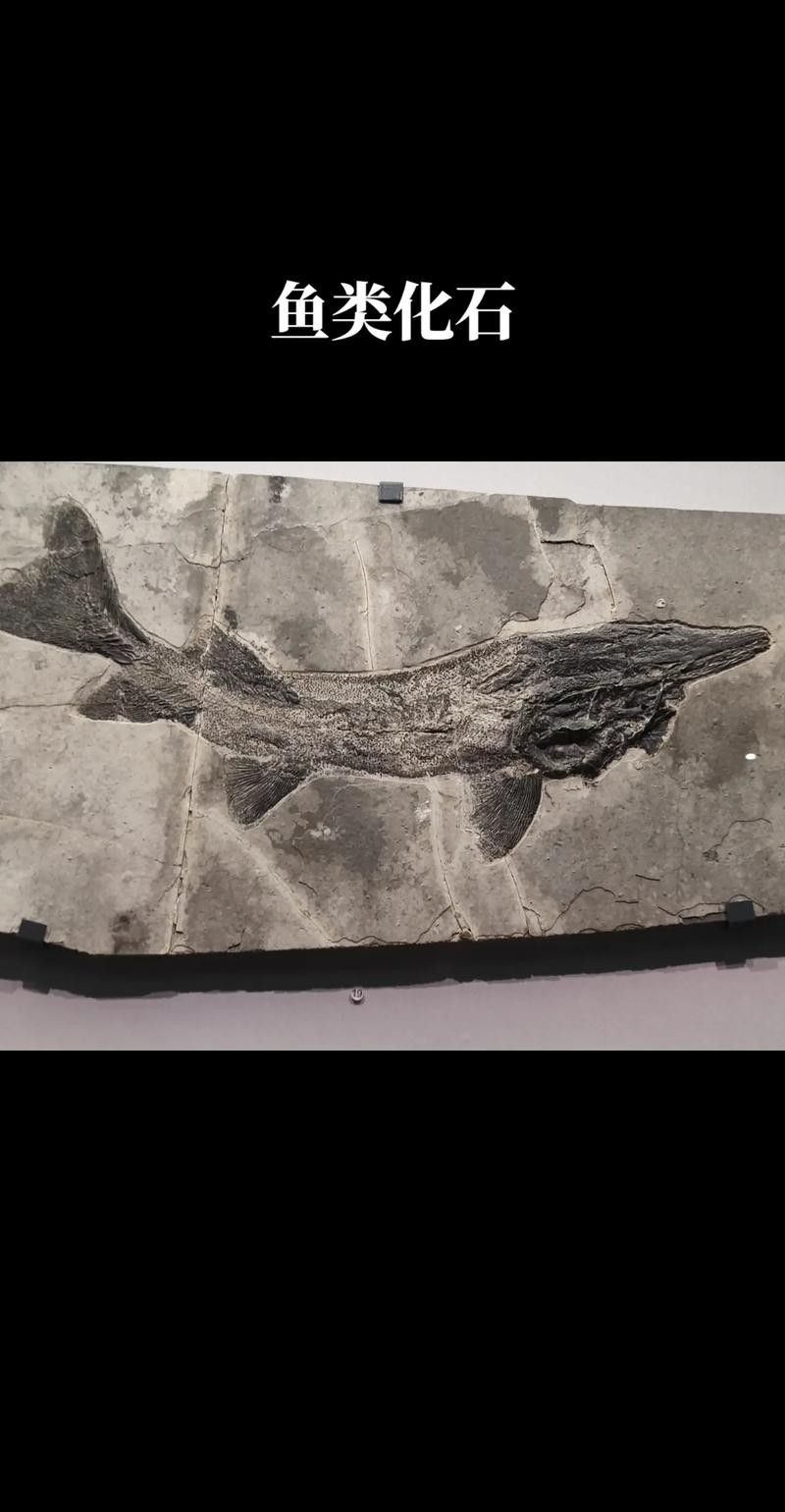 給我一些金龍魚化石的圖片（中國首次發現保存完美的金龍魚化石）