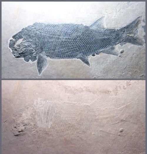 給我一些金龍魚化石的圖片（中國首次發現保存完美的金龍魚化石）