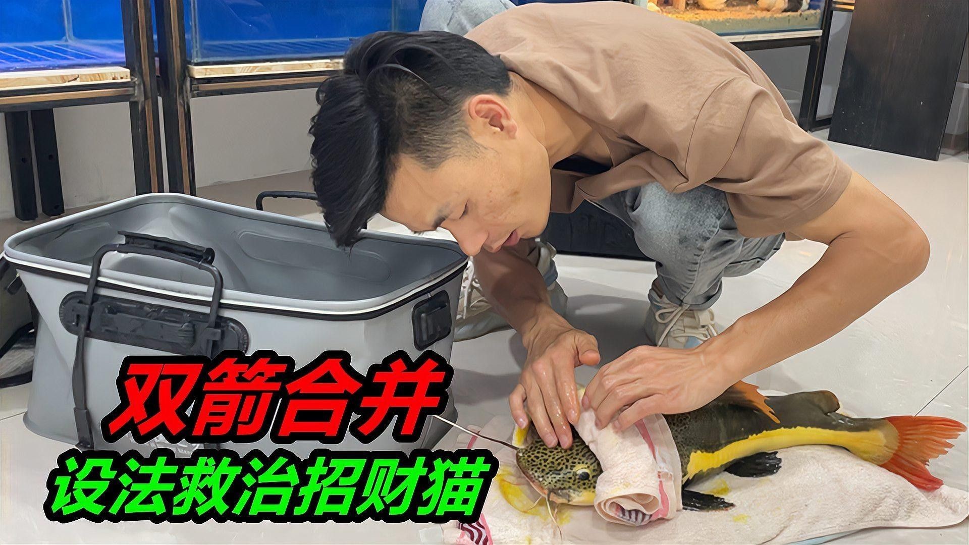 招財貓魚常見病及治療（招財貓魚常見疾病及其治療措施）