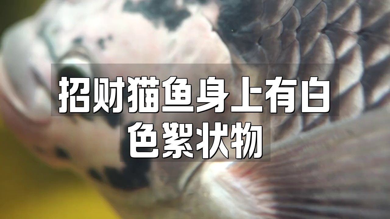 招財貓魚常見病及治療（招財貓魚常見疾病及其治療措施）