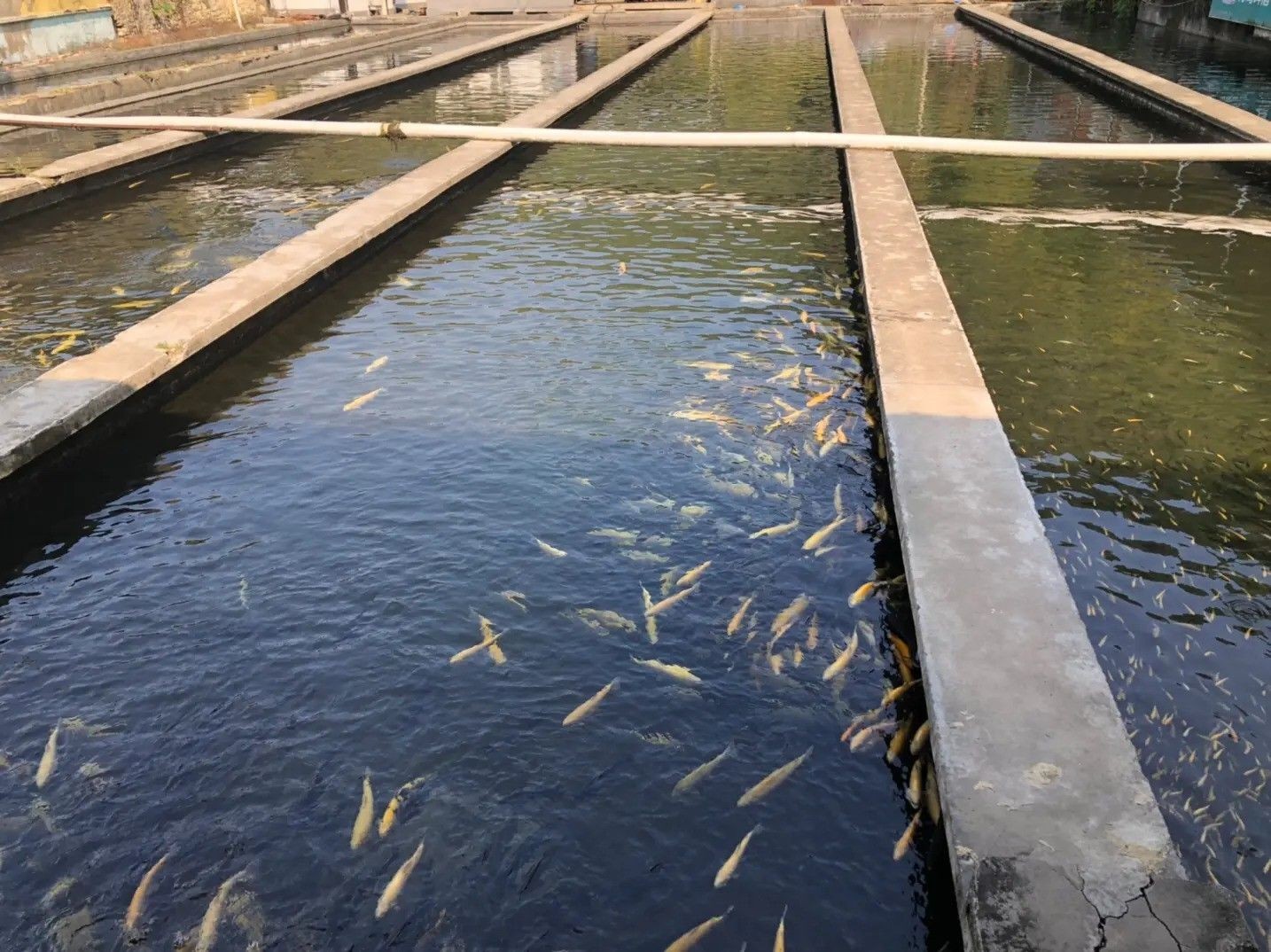 博山龍魚