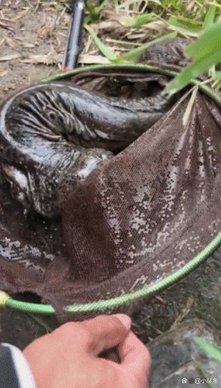 四腳龍魚圖片高清（“四腳龍魚”高清圖片鑒別真假四腳龍魚的壽命有多長）