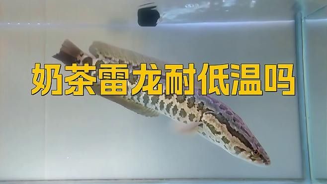 奶茶雷龍魚的最佳生長溫度是多少（奶茶雷龍魚最佳生長溫度至關重要，）