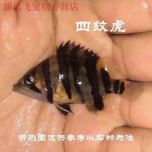 印尼虎三紋帶暗紋的好還是四紋的好（印尼虎三紋和四紋印尼虎的價格差異大嗎印尼虎三紋和四紋哪個好）