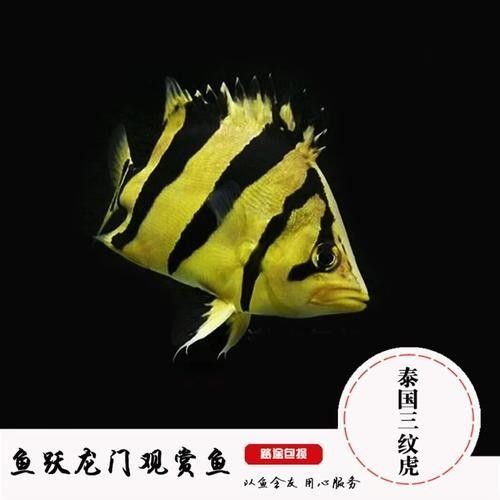 印尼虎三紋帶暗紋的好還是四紋的好（印尼虎三紋和四紋印尼虎的價格差異大嗎印尼虎三紋和四紋哪個好）