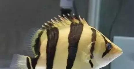 印尼虎三紋帶暗紋的好還是四紋的好（印尼虎三紋和四紋印尼虎的價格差異大嗎印尼虎三紋和四紋哪個好）