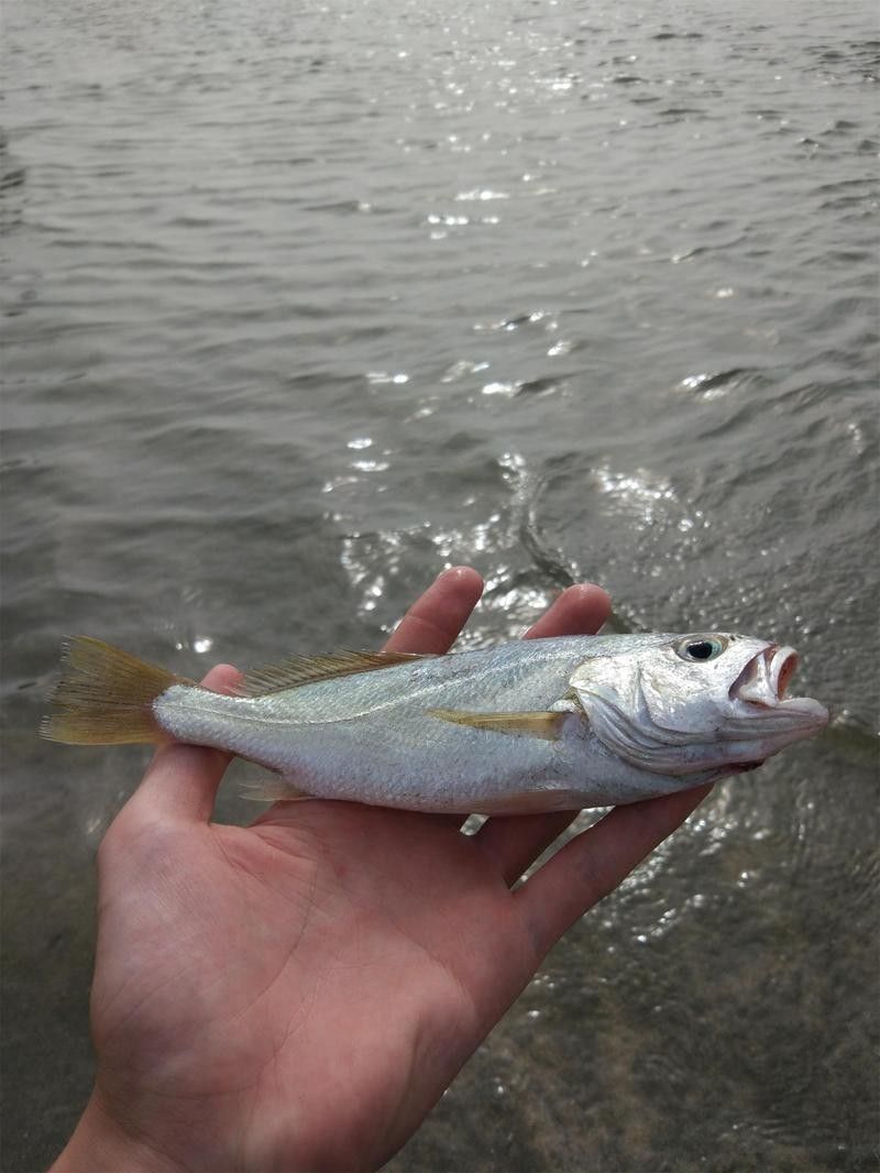湛江白花魚（湛江白花魚是怎樣的一種魚雅歌湛江白花魚的養(yǎng)殖技術(shù)）