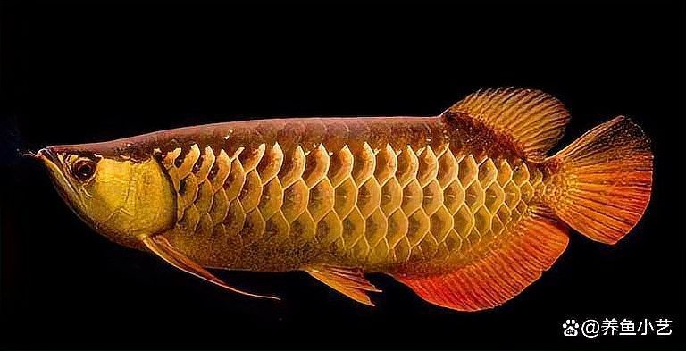 金龍魚哪個系列最值錢（最貴的金龍魚多少錢一條）