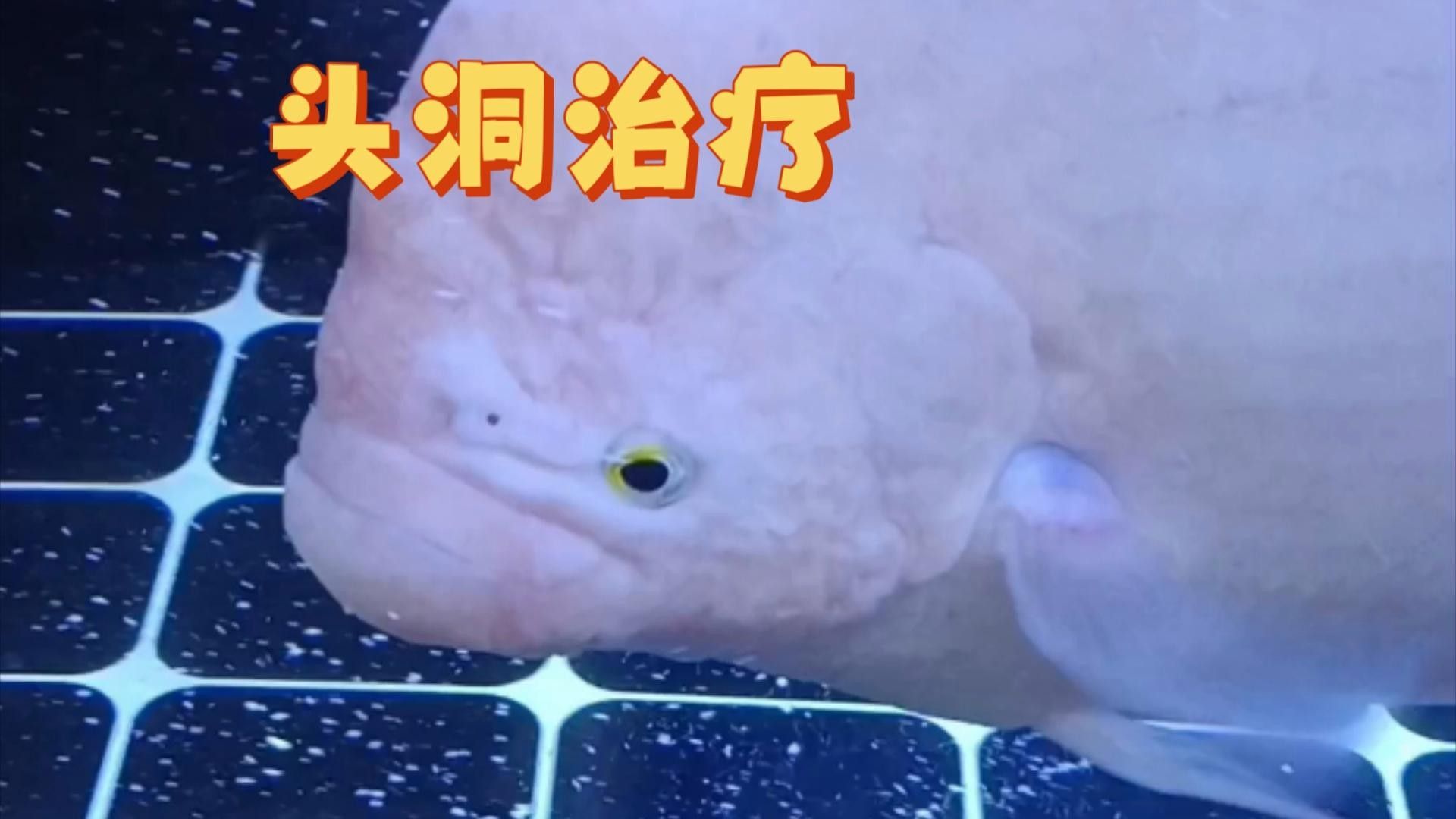 龍魚感染寄生蟲癥狀（龍魚寄生蟲的種類及其癥狀）