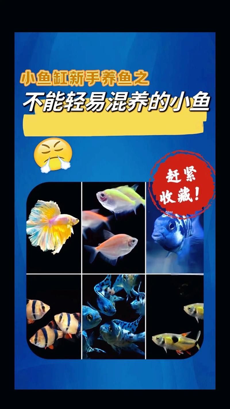 新手混養魚的最佳搭配有哪些？