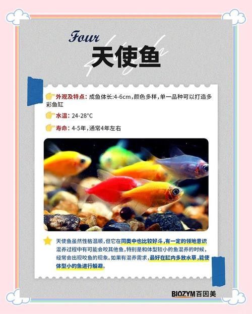 新手混養魚的最佳搭配有哪些？