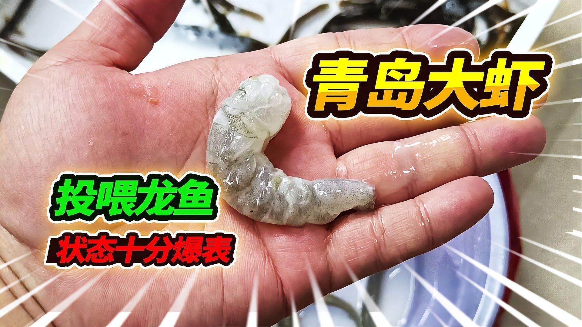 哪些蝦類適合喂龍魚（為龍魚選擇合適的蝦類時應考慮以下幾個因素，龍魚吃啥表格俠樂樂）