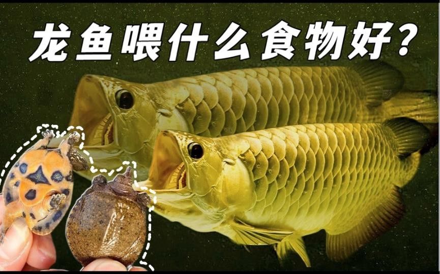龍魚吃什么發(fā)色比較快又好養(yǎng)（新手養(yǎng)龍魚怎么養(yǎng)出好發(fā)色干貨分享，龍魚發(fā)色快又好養(yǎng)） 龍魚吃什么發(fā)色比較快又好養(yǎng)（新手養(yǎng)龍魚怎么養(yǎng)出好發(fā)色干貨分享，龍魚發(fā)色快又好養(yǎng)） 觀賞魚百科 第2張