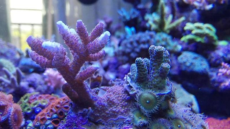 紅龍海水魚吃珊瑚嗎（紅龍海水魚吃珊瑚嗎？） 紅龍海水魚吃珊瑚嗎（紅龍海水魚吃珊瑚嗎？） 觀賞魚百科 第3張