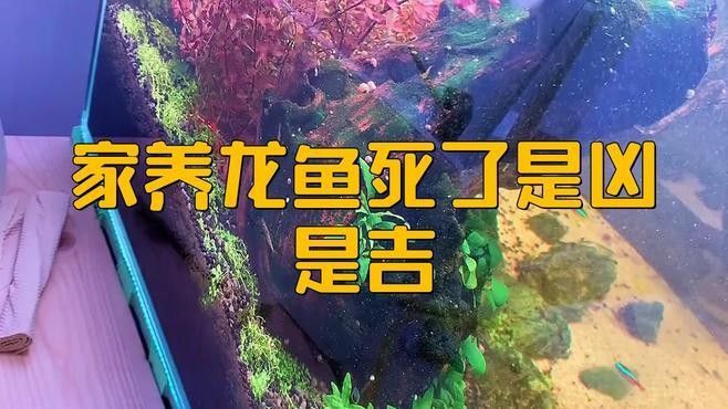家養(yǎng)龍魚死了是兇是吉（家養(yǎng)龍魚突然死了是兇是吉劇有燃點）