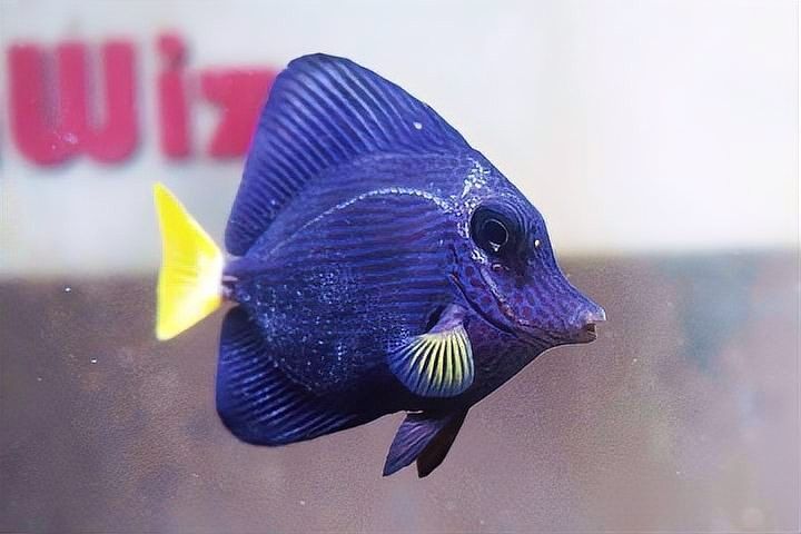 龍魚側線孔突出會自愈嗎（魚側線孔突出會自愈嗎龍魚側線孔突出會自愈嗎）