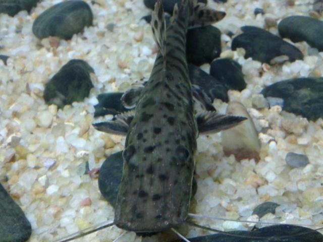 鴨嘴魚常見的病（鴨嘴魚養(yǎng)殖過(guò)程中可能會(huì)遇到多種疾病，可能會(huì)遇到多種疾病）