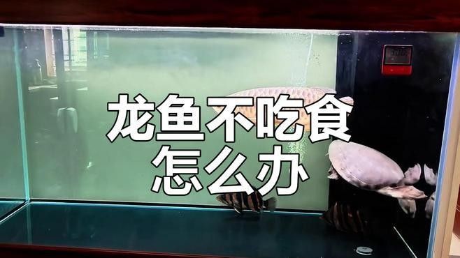 龍魚腹部腫脹原因分析（龍魚腹部腫脹怎么辦？）