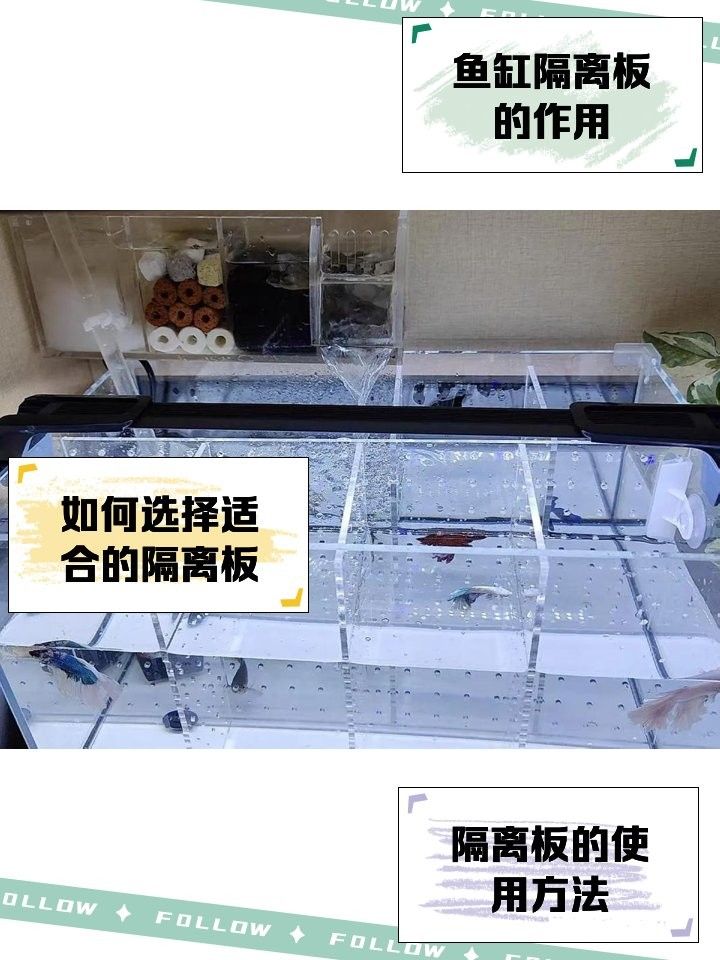 如何安裝龍魚混養(yǎng)隔離板？（龍魚混養(yǎng)隔離板如何安裝）