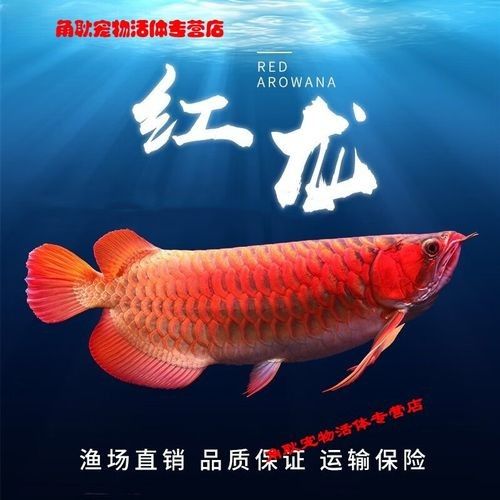 50公分紅龍魚價格查詢（50公分紅龍魚價格查詢：50公分紅龍魚價格多少錢一條瓜瓜樂園）