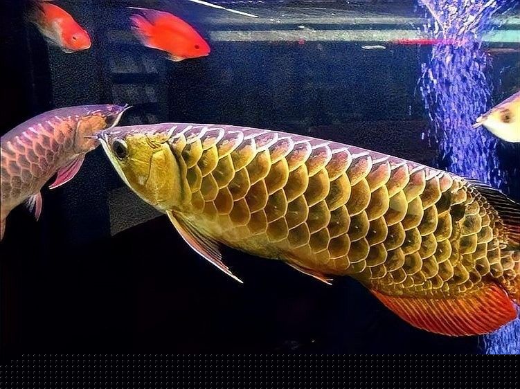 金底金龍魚如何挑選品相？（如何挑選金底金龍魚）