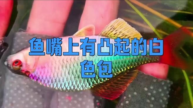 龍魚嘴角長疙瘩要警惕四種病