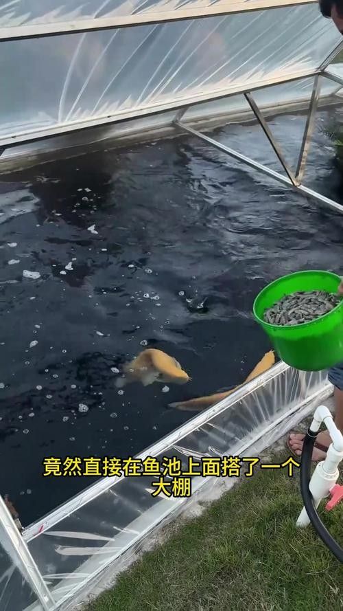 社旗哪個水族館龍魚好？祥龍魚場龍魚（旗縣的龍魚愛好者們是否在尋找一個能夠展示龍魚魅力的地方） 社旗哪個水族館龍魚好？祥龍魚場龍魚（旗縣的龍魚愛好者們是否在尋找一個能夠展示龍魚魅力的地方） 龍魚百科 第6張