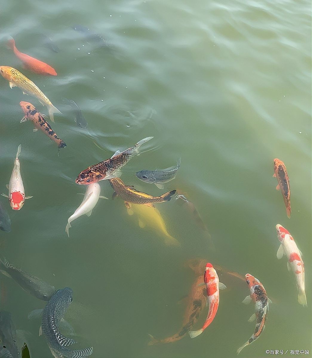 如何預防綠皮辣椒紅龍魚疾病？（如何預防綠皮辣椒紅龍魚的疾病？）
