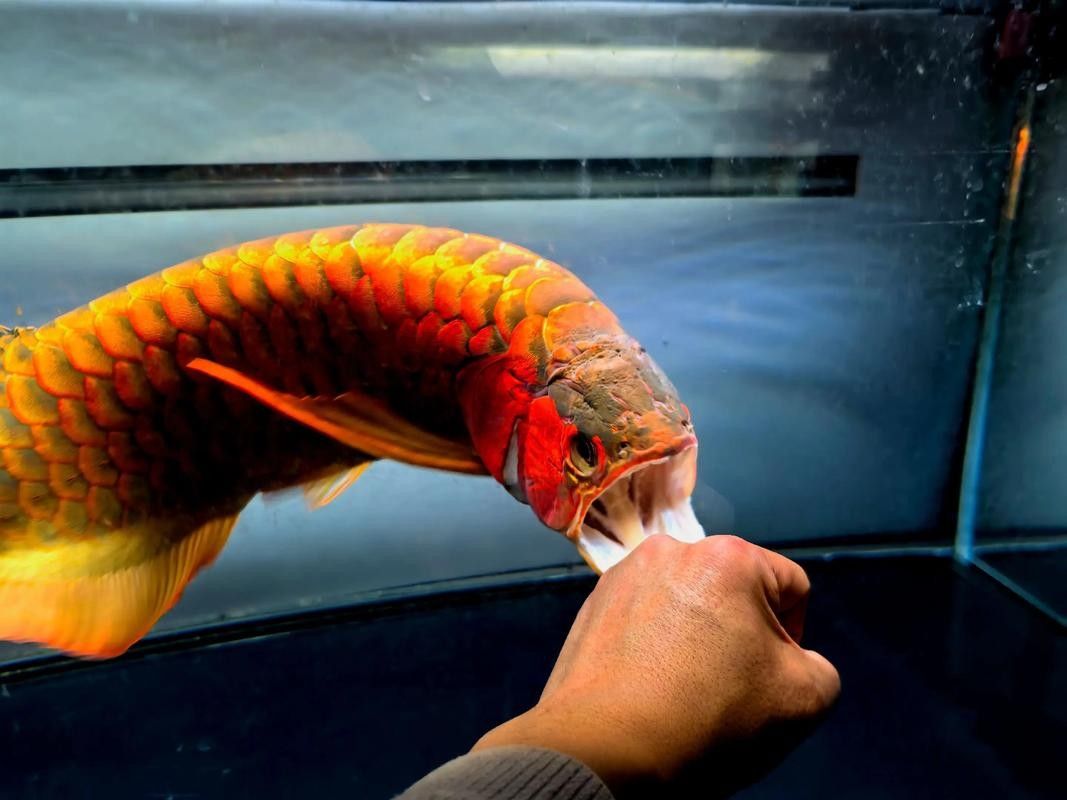 頂級紅龍魚品牌（頂級紅龍魚品牌介紹）