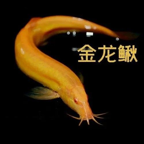 金龍鰍為什么不建議養（不推薦養金龍鰍的原因，不推薦養金龍鰍的原因包括以下幾點）