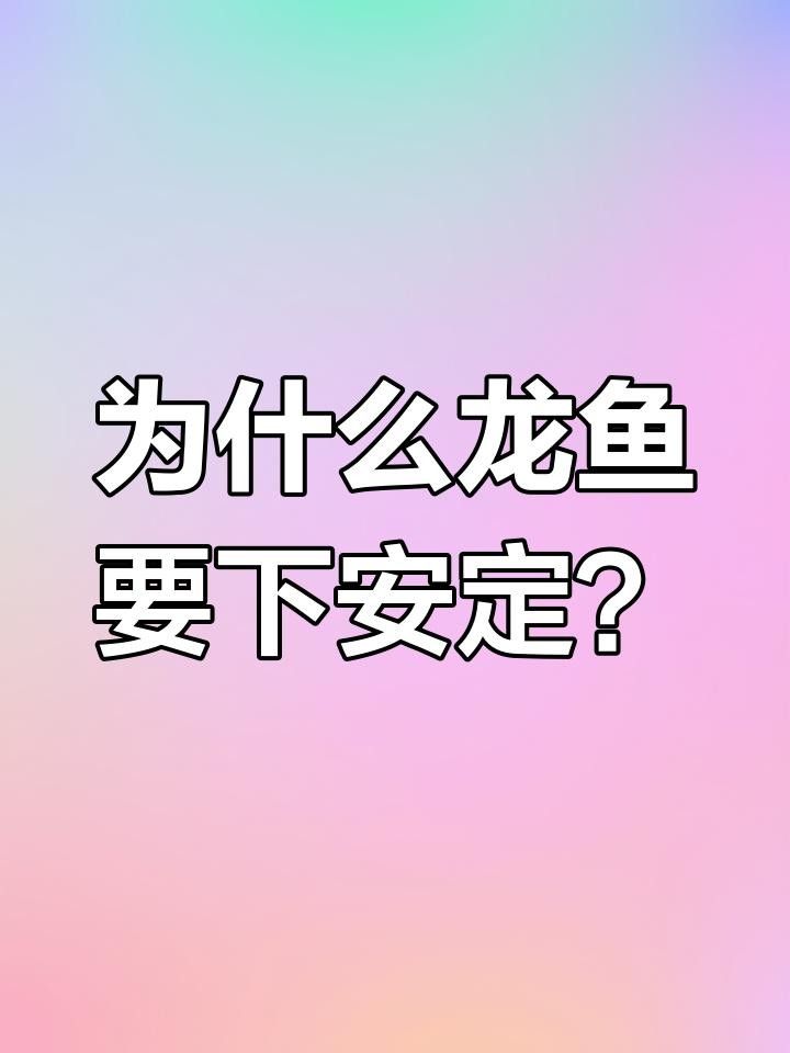 安定龍魚（安定龍魚的飼養(yǎng)方法）