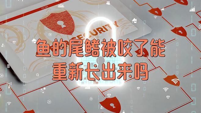 地圖魚啃咬龍魚尾鰭怎么辦（地圖魚啃咬龍魚尾鰭的原因及解決方法及解決方法）