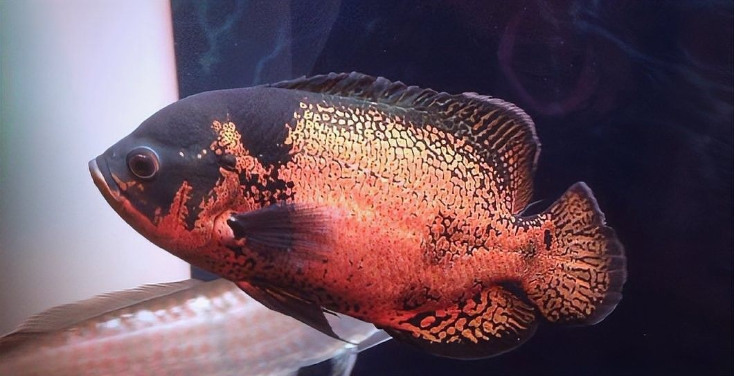 地圖魚啃咬龍魚尾鰭怎么辦（地圖魚啃咬龍魚尾鰭的原因及解決方法及解決方法）