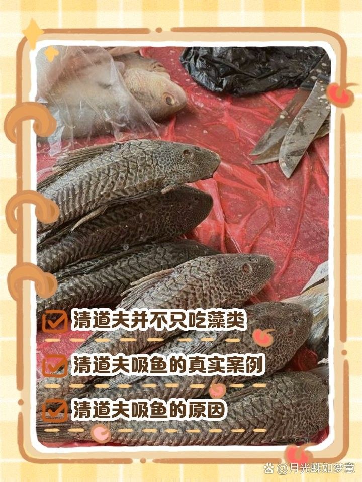 如何預(yù)防金龍魚再次吞食清道夫？