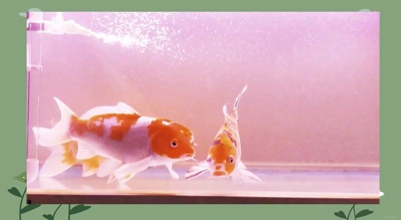 如何預(yù)防金龍魚再次吞食清道夫？