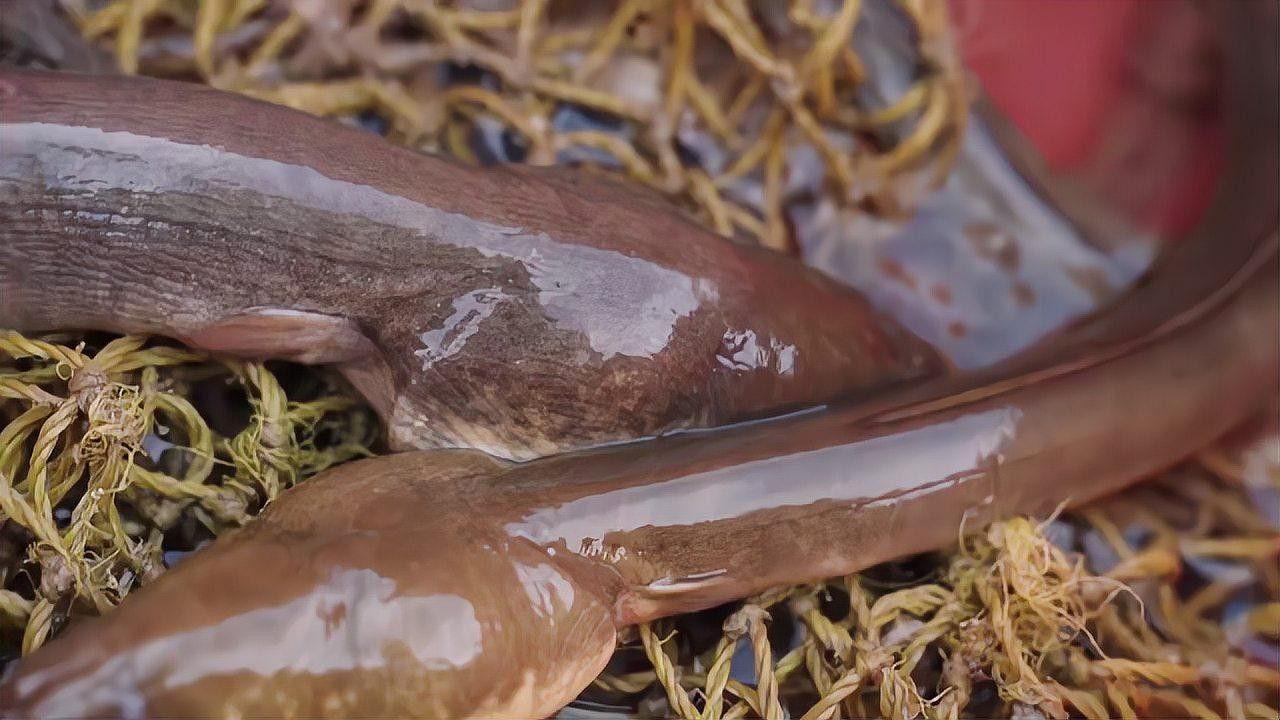 杜龍魚(yú)有哪些烹飪方法（杜龍魚(yú)的烹飪方法）
