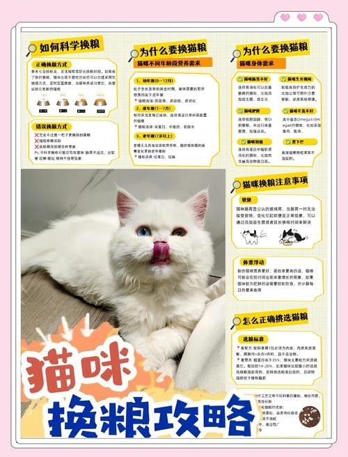 龍貓換糧后應該如何科學喂養？（貓換糧后的科學喂養是確保它們健康和幸福的關鍵，以下指導原則） 龍貓換糧后應該如何科學喂養？（貓換糧后的科學喂養是確保它們健康和幸福的關鍵，以下指導原則） 龍魚百科 第6張