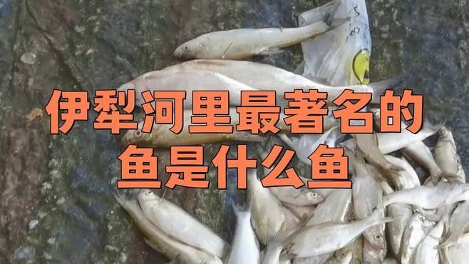 伊犁河有什么魚（伊犁河的主要魚類介紹）