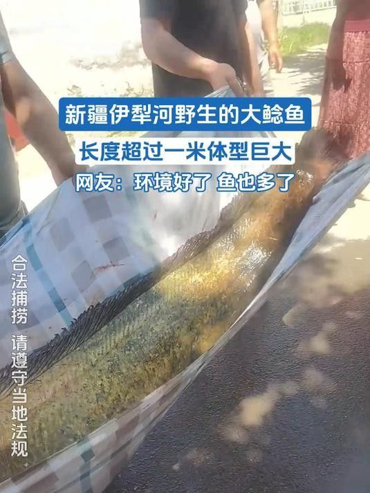 伊犁河有什么魚（伊犁河的主要魚類介紹）