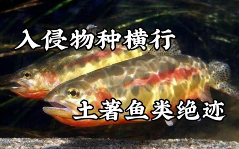 伊犁河有什么魚（伊犁河的主要魚類介紹）