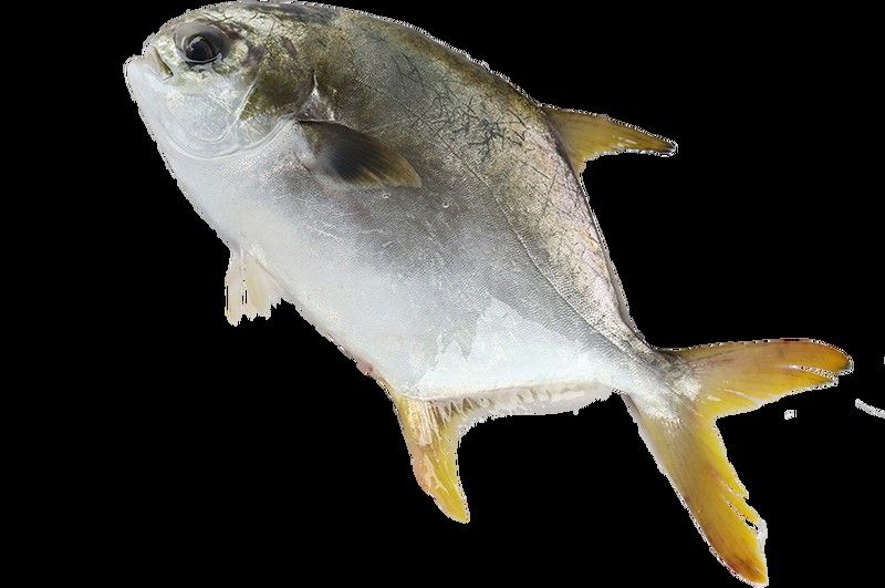 陽江龍利魚鮮活海鮮（陽江人的第一口有多鮮） 陽江龍利魚鮮活海鮮（陽江人的第一口有多鮮） 觀賞魚百科 第7張
