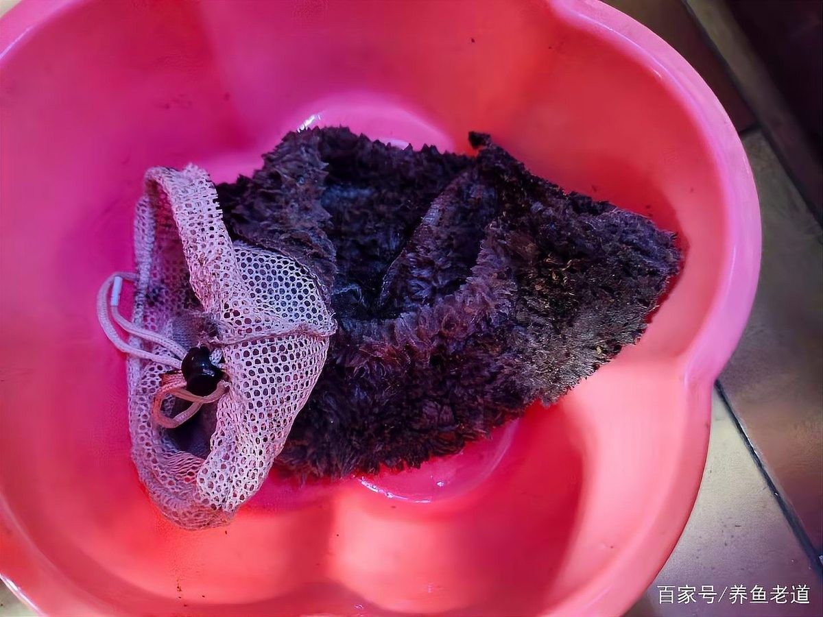 底濾缸清洗時(shí)需要注意什么？（家用魚缸如何正確清洗底濾魚缸的維護(hù)有那么難嗎）