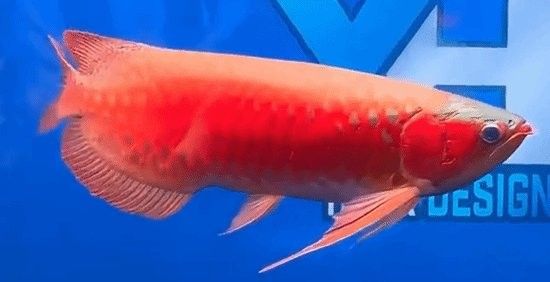 如何降低龍魚(yú)眼睛手術(shù)的風(fēng)險(xiǎn)