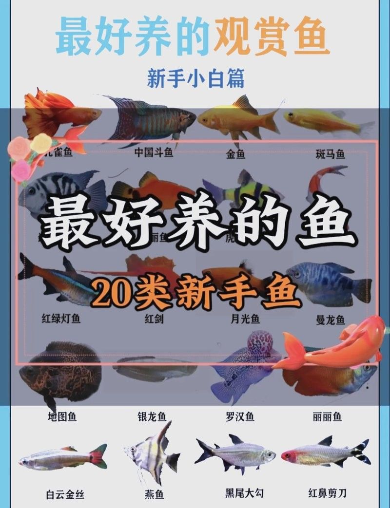 小魚品種大全（“小魚品種大全”：16種最適合新手養的小魚品種）