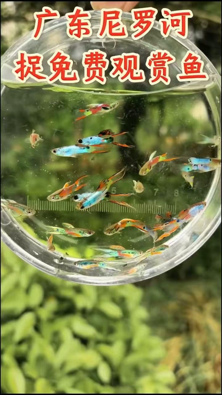 小魚品種大全（“小魚品種大全”：16種最適合新手養的小魚品種）