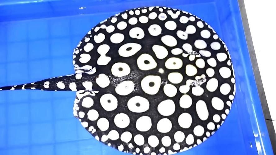 魟魚屬于哪個(gè)檔次(如何飼養(yǎng)魟魚) 觀賞魚百科 第3張 魟魚屬于哪個(gè)檔次(如何飼養(yǎng)魟魚) 魟魚屬于哪個(gè)檔次(如何飼養(yǎng)魟魚) 觀賞魚百科 第3張